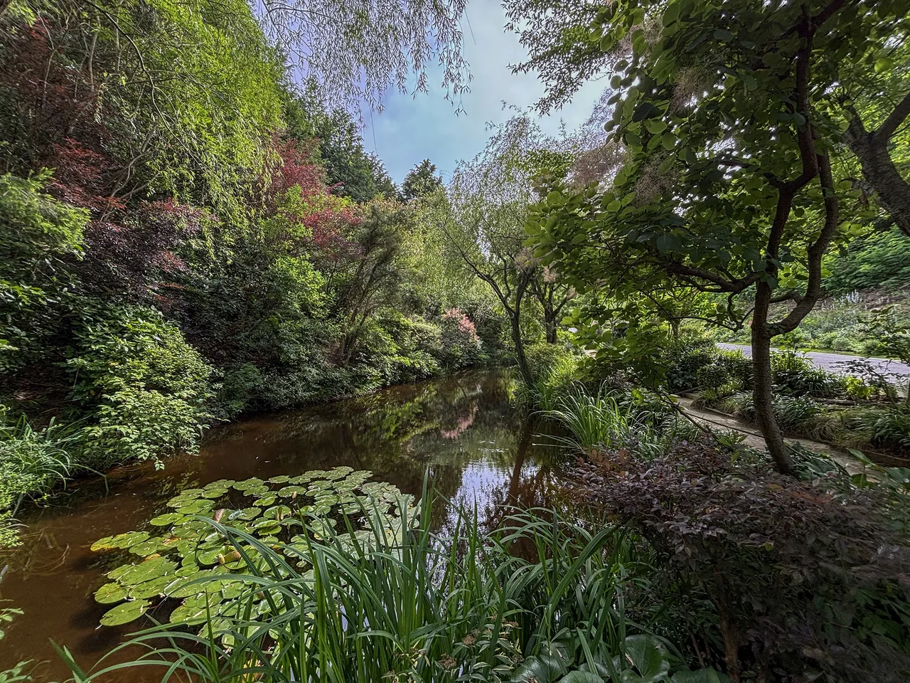 A pond with water lily leaves in the Chichu Garden, framed by trees and flowering shrubs