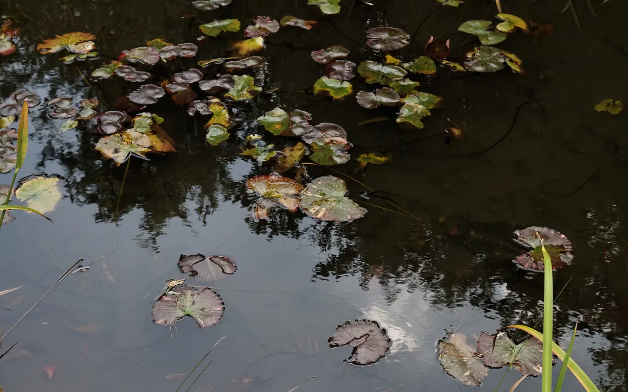 Seerosenblätter auf einem dunklen Teich nahe dem Chichu Art Museum